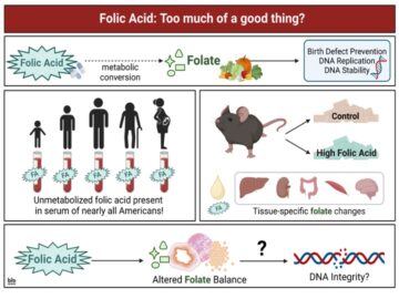 "Folic Acid: Too much of a good thing?" slide with graphics depicting folic acid effects in rats and humans